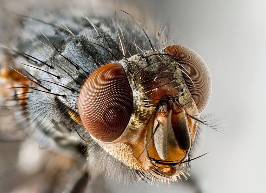 Food Poisoning: when a fly lands on your food ,stop eating - HealthyEve