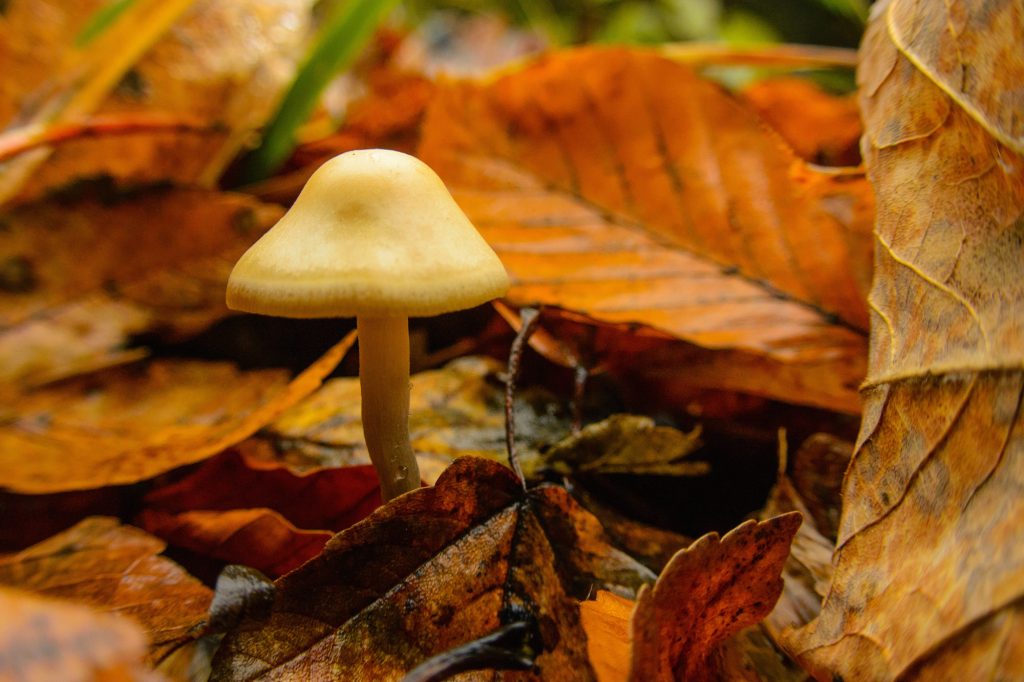 magic mushrooms treat severe depression new resarch found